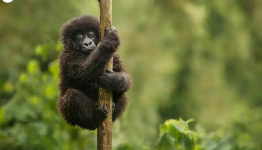 The Magic of Uganda: More Than Just Gorillas